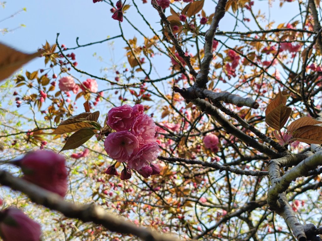 桜あん もなか tweet media