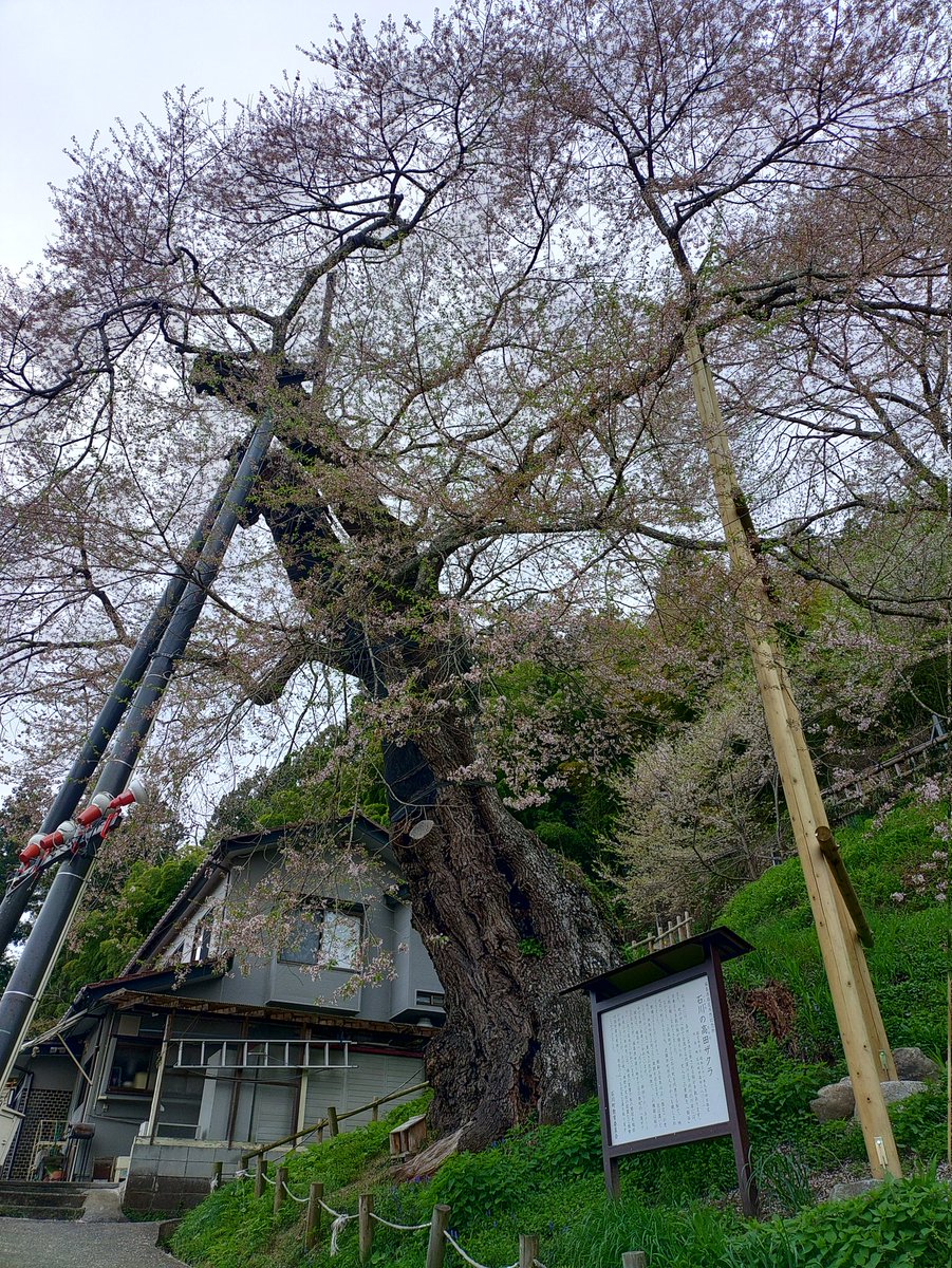 フレスクST tweet media