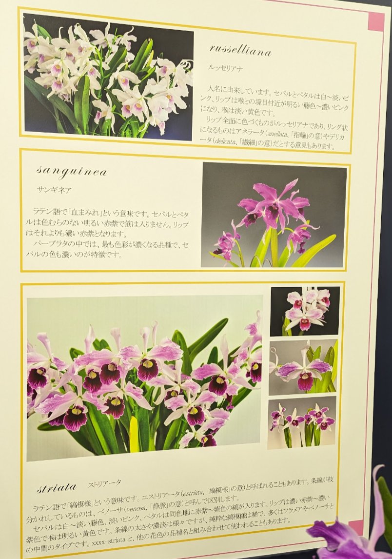 がねこる tweet media