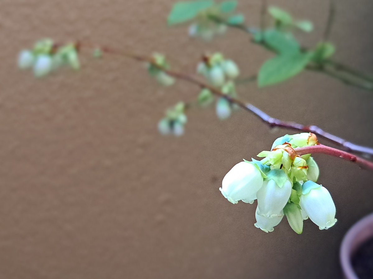 みののこ． tweet media