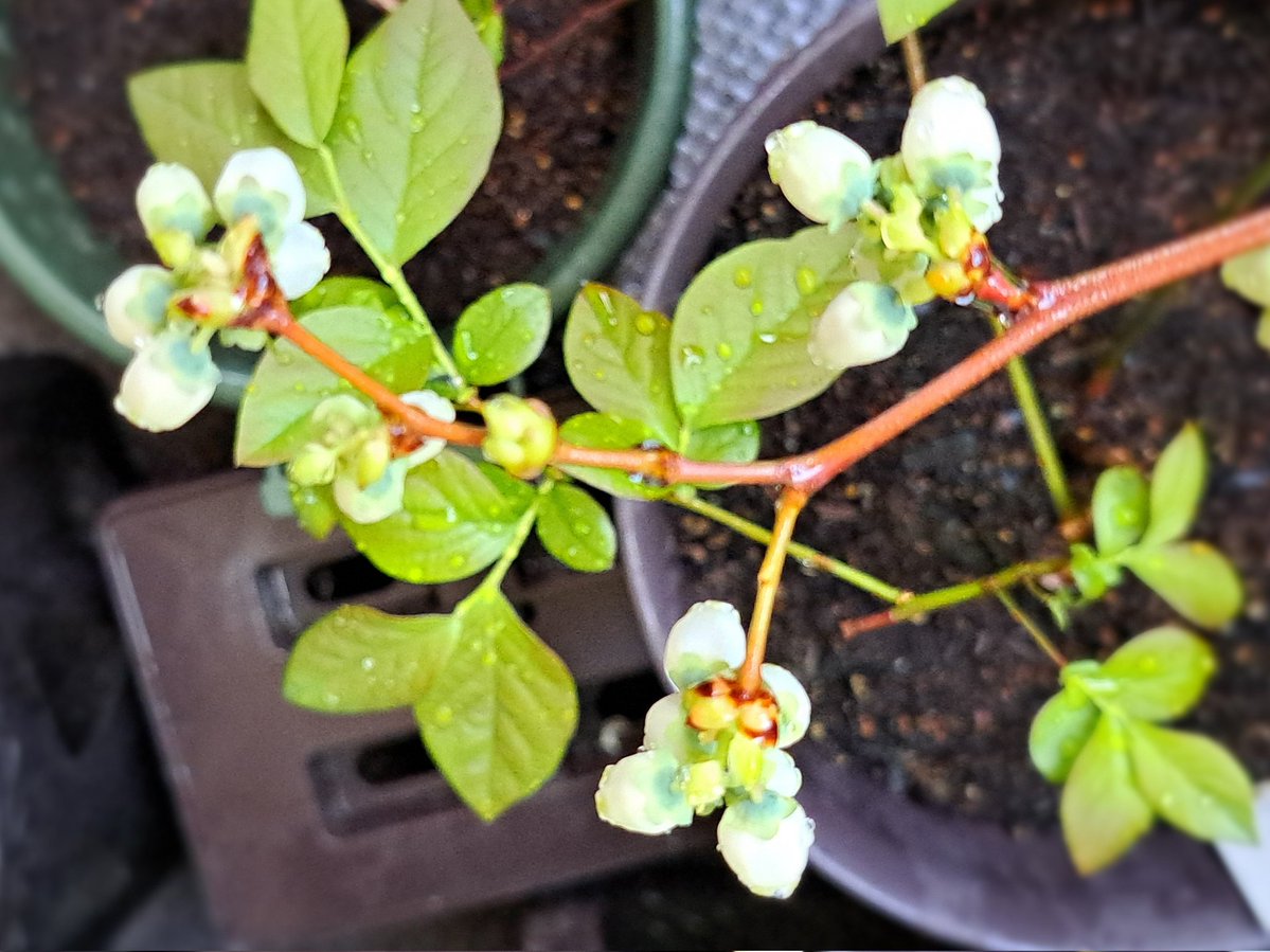 みののこ． tweet media