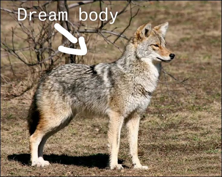 niledcroc's tweet photo. coyote posting https://t.co/Yt63TjFmEc