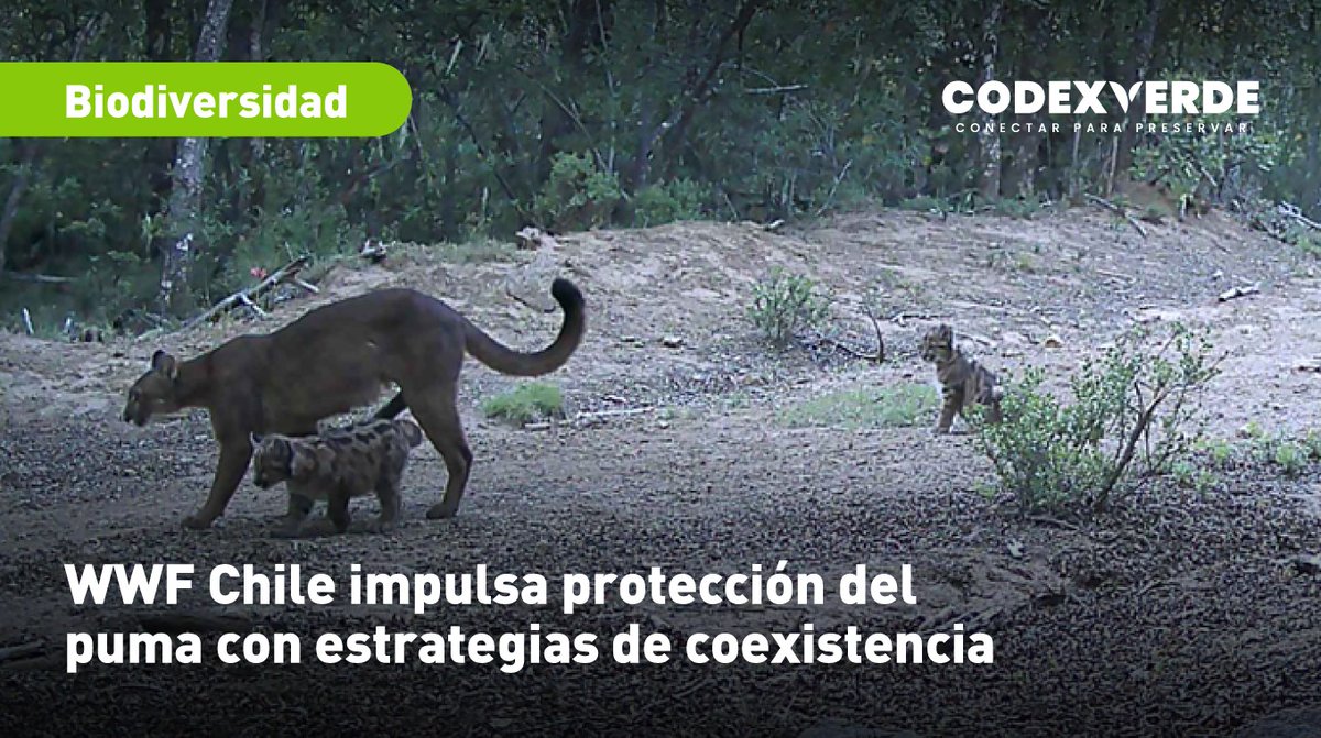 Codexverde tweet media