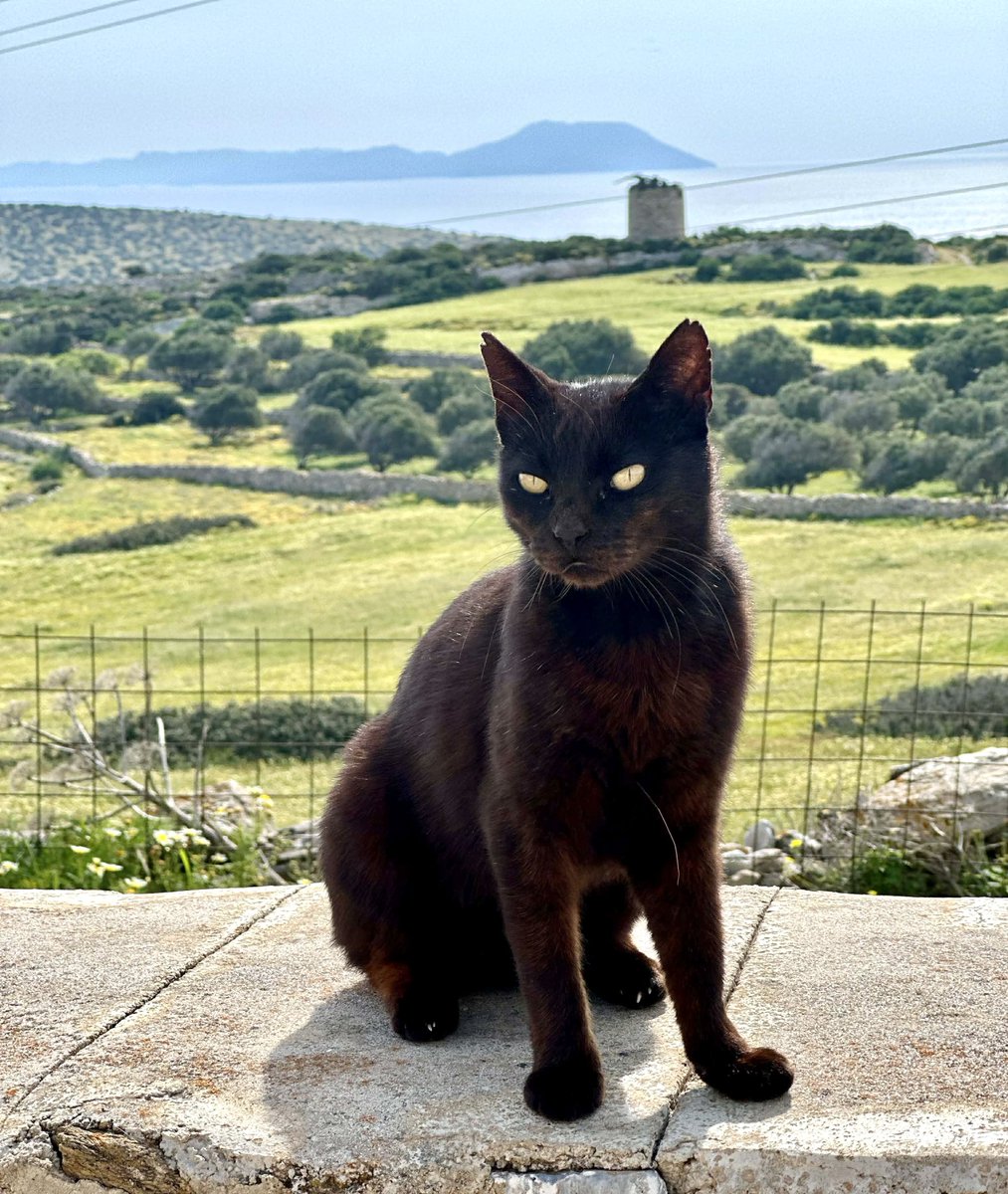 Cats of Iraklia tweet media