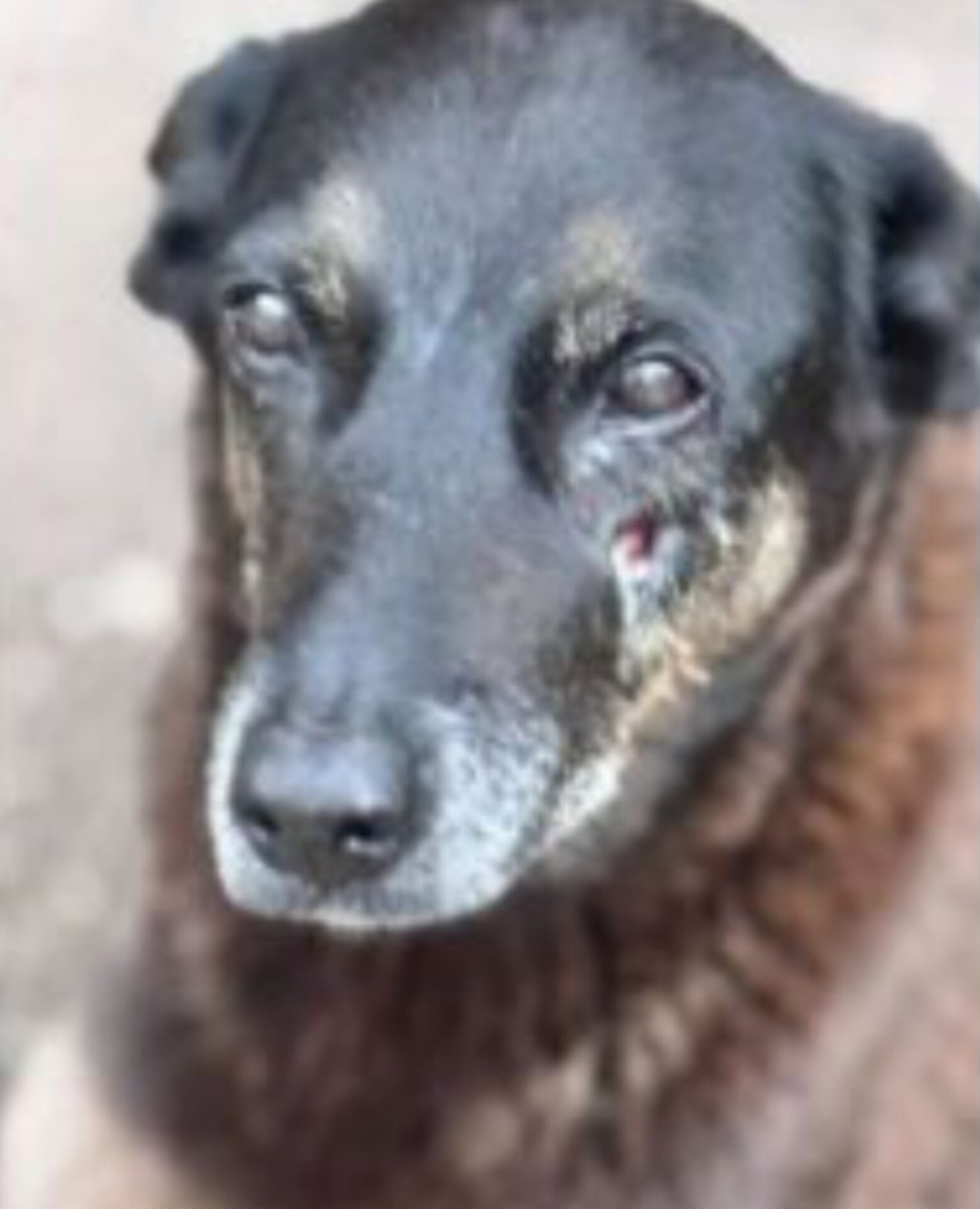 Vinicios Betiol tweet media