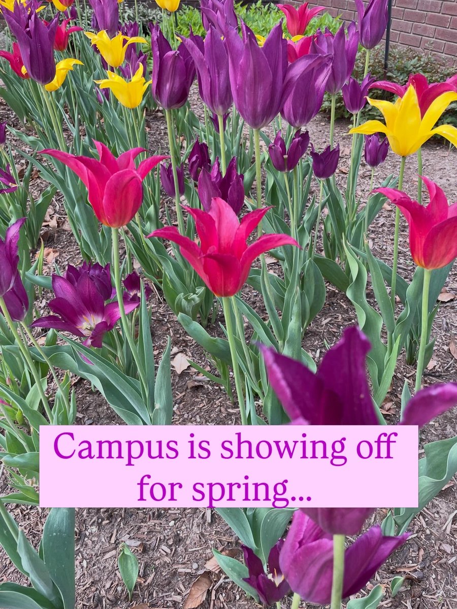 Cara Putman, Author & Professor tweet media