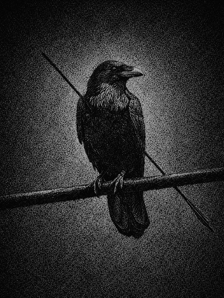 nocturnal tweet media