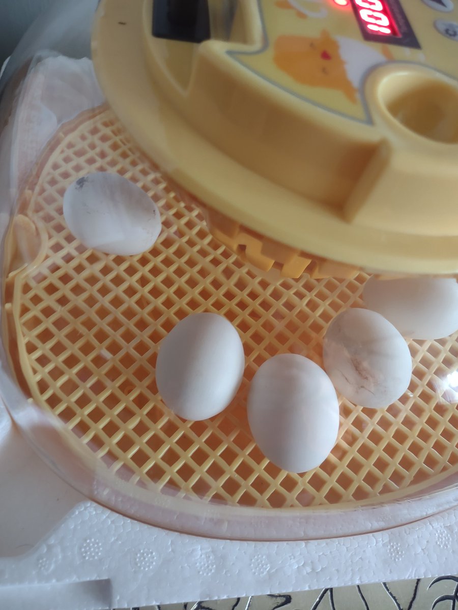 Raising Chickens for Beginners tweet media