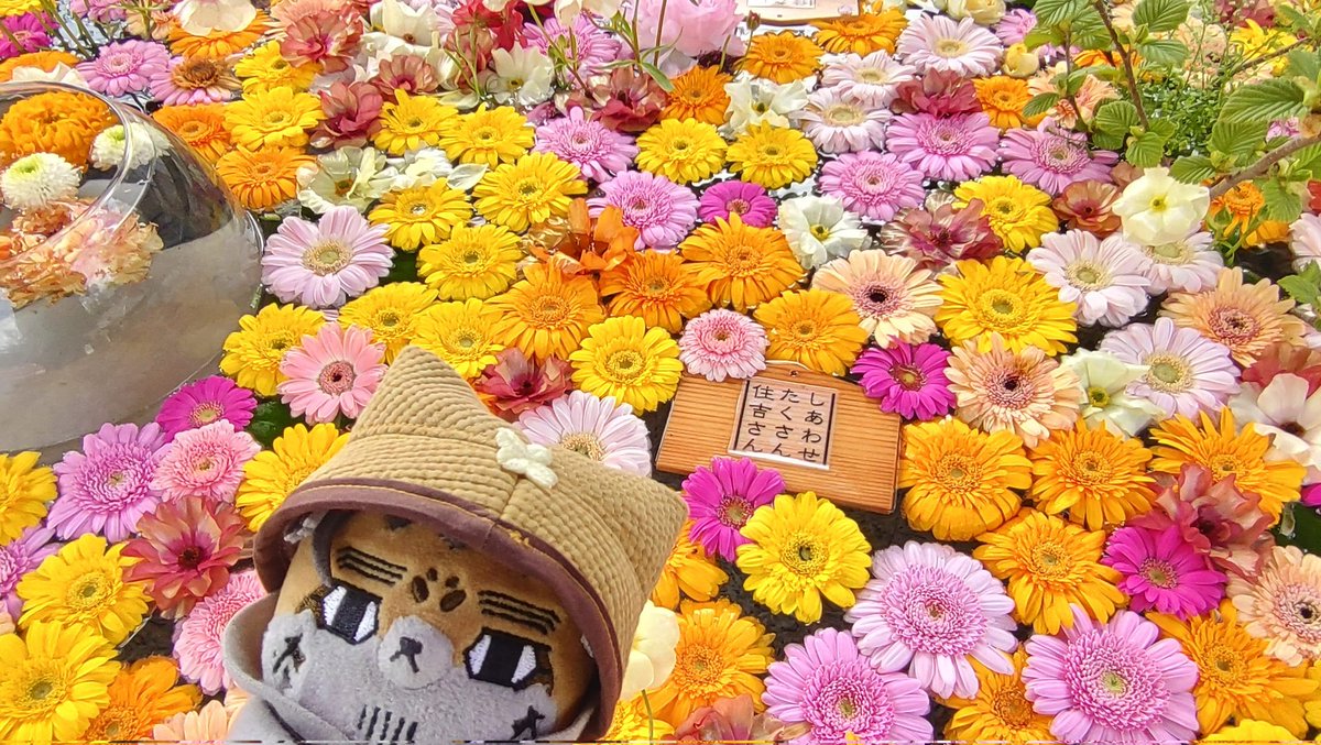 だるこ tweet media