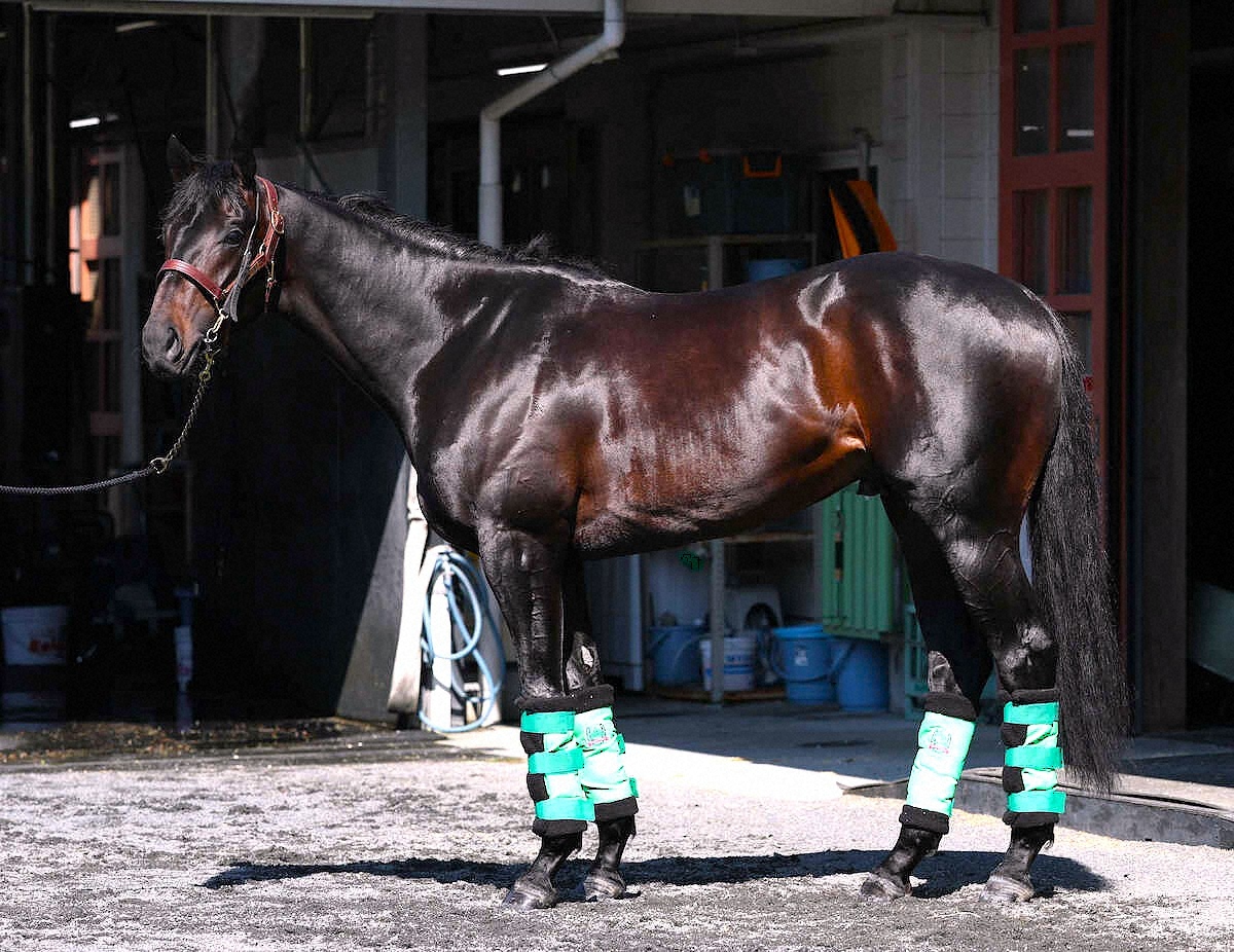 WIN!競馬_総合【公式】 tweet media