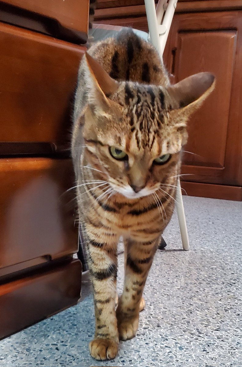 レイパパ/かながわLP330@7K2BPT tweet media