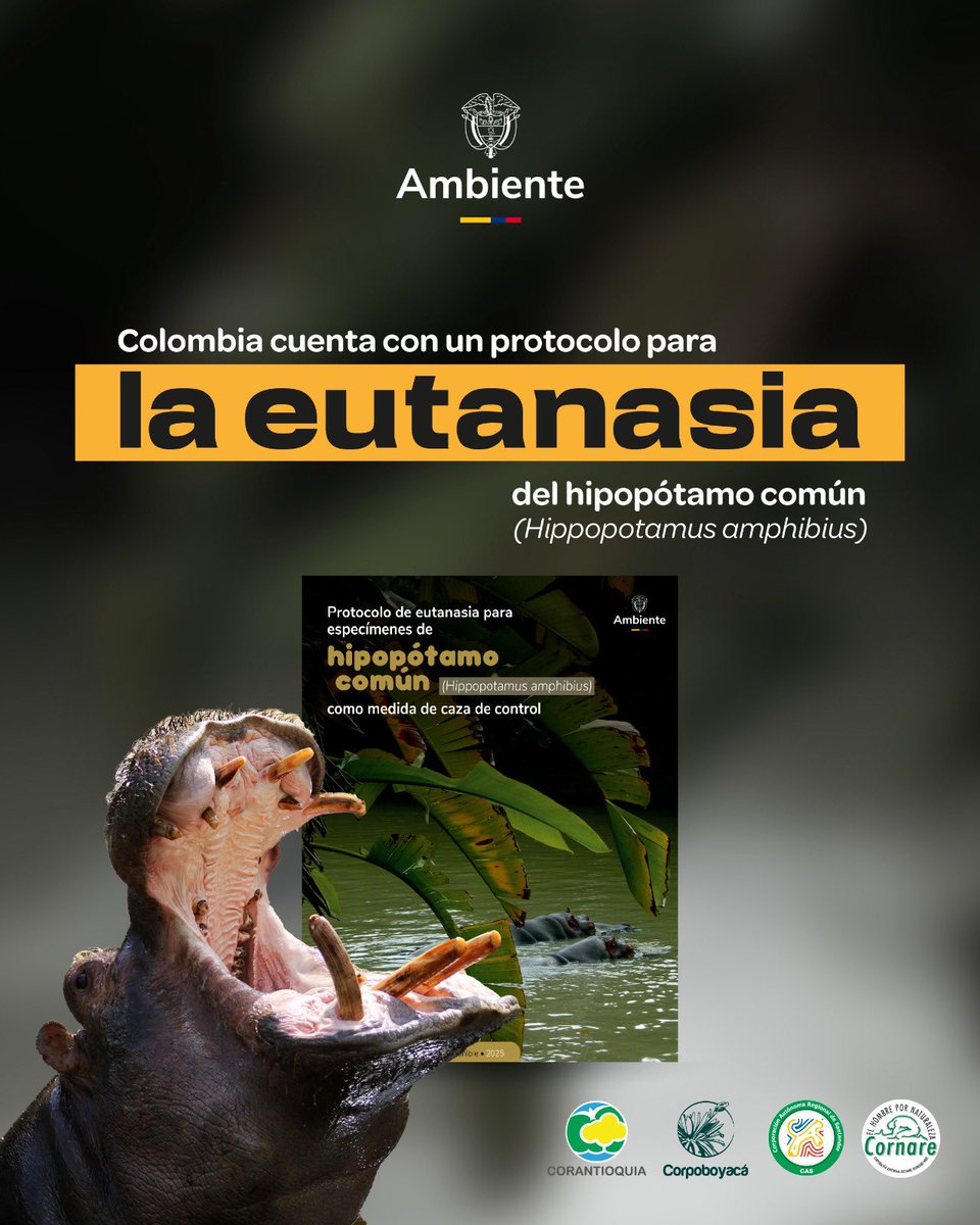 MinAmbienteCo's tweet photo. El país cuenta con un protocolo que regula la aplicación de la eutanasia del hipopótamo común (Hippopotamus amphibius) como medida de control poblacional.

Este establece los procedimientos que deben seguir las autoridades ambientales, garantizando criterios técnicos, sanitarios y de bienestar animal.

#HipopótamosInvasores