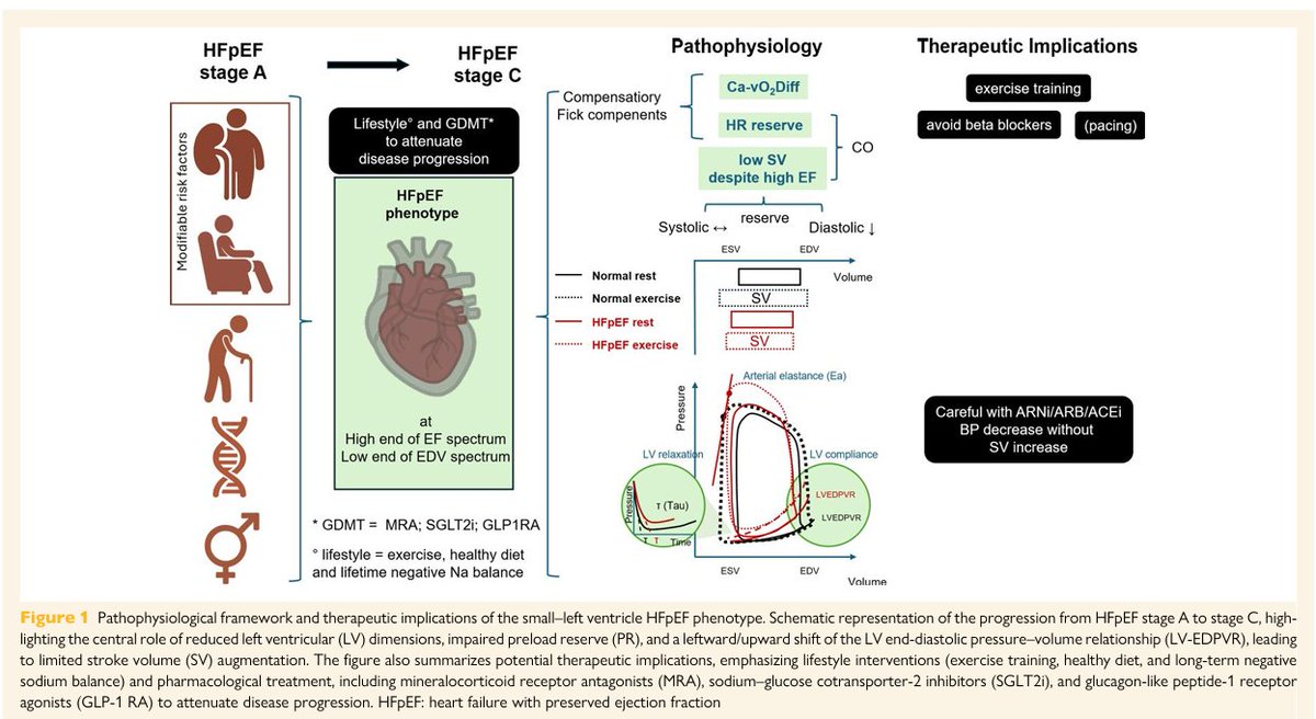 pablocacevedo1's tweet photo. 🧠 Insight clínico

“Corazón pequeño, problema grande”
El tamaño del VI predice mejor la capacidad funcional y el pronóstico que la fracción de eyección.

👉 En HFpEF, el límite es la precarga, no la contractilidad.
https://t.co/t3ZMDtPDoL
#Cardiology #HFpEF
@FH_Verbrugge https://t.co/nxFUNFyqs9