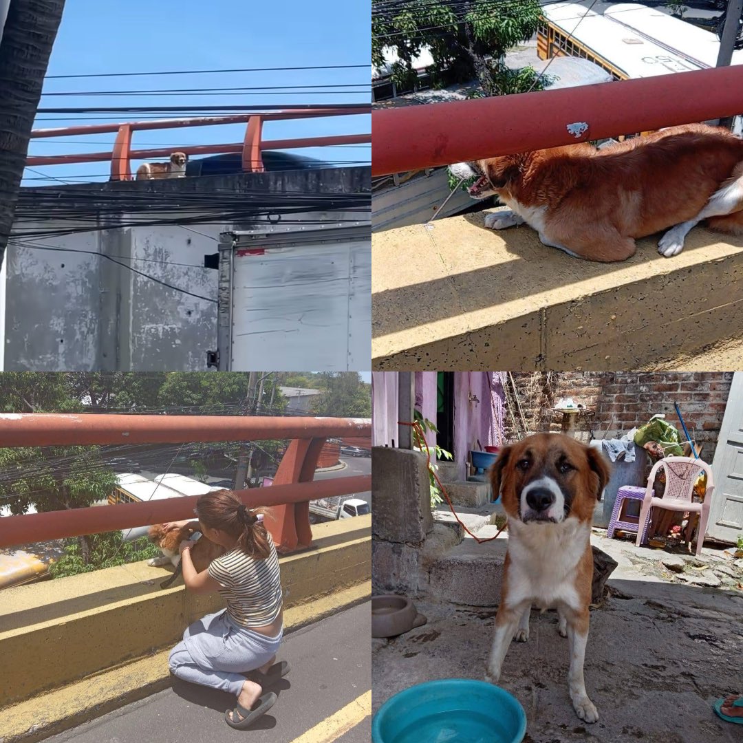💛🐾 “HÉROE SIN CAPA” SALVA A PERRITO Y PIDEN AYUDA PARA ENCONTRAR A SU FAMILIA

⚠️ Un perrito fue rescatado cuando estaba en riesgo en el bulevar del Ejército, Soyapango. 

🙏 El ciudadano que lo auxilió no lo dejó a su suerte.

📞 Solicitan ayuda para localizar a sus dueños al