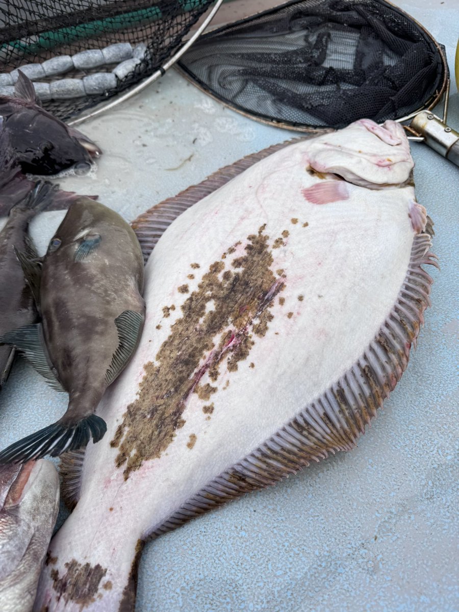 小豆島の漁師 はまゆう tweet media