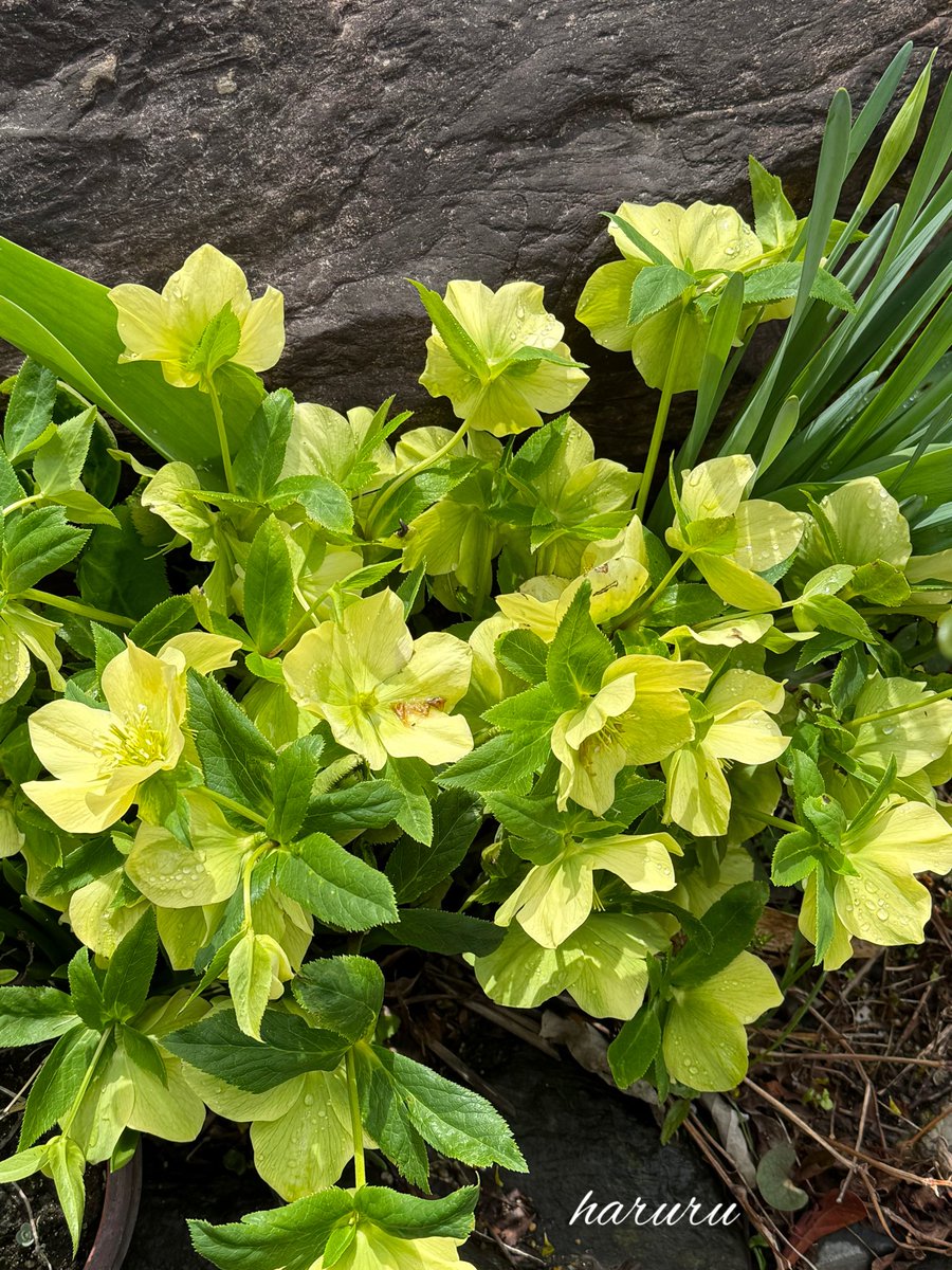 ハルル☆。.:*・゜ tweet media