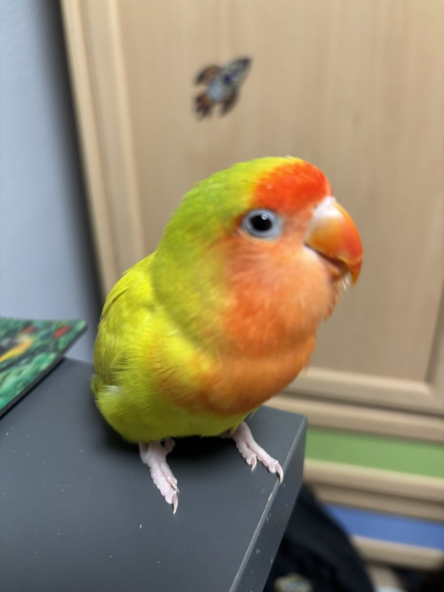 Conjunto Indálico🛡️ tweet media