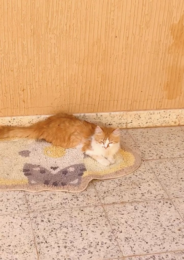 هيلة الروقي (قلب الرحمة) tweet media