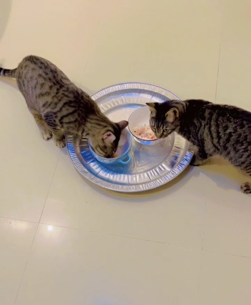 هيلة الروقي (قلب الرحمة) tweet media