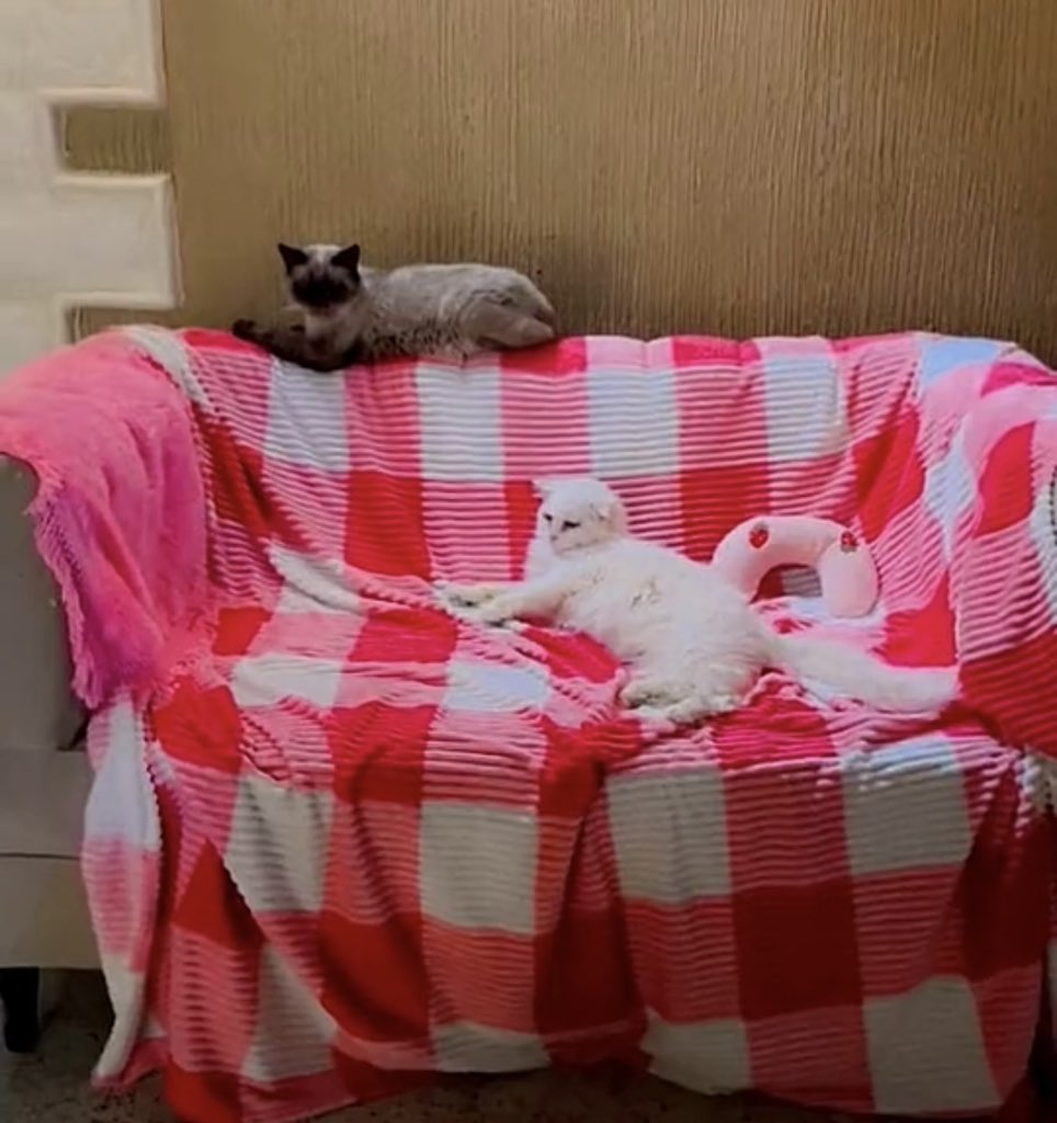 هيلة الروقي (قلب الرحمة) tweet media