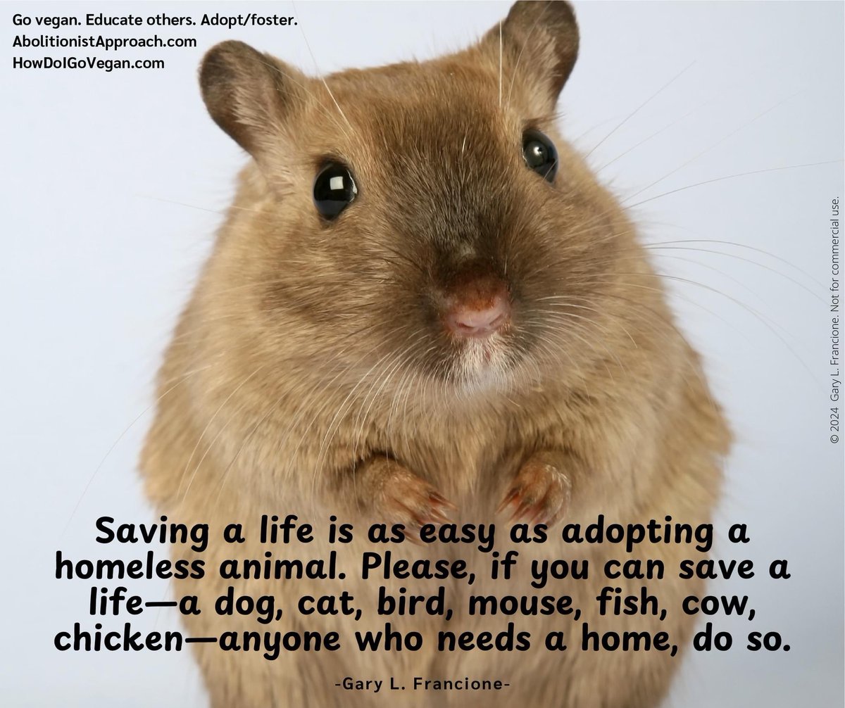 garylfrancione's tweet image. NYC-ACC kill lists now called "Emergency Placement". Shelter stress makes adoptions/fosters URGENT: tinyurl.com/EMERG-ACC Others here: tinyurl.com/FBK-ACC OR shelters near you. They are in this mess because of us. #Adopt #foster any animal(s) you can. Thank you &amp;amp; go #vegan.
