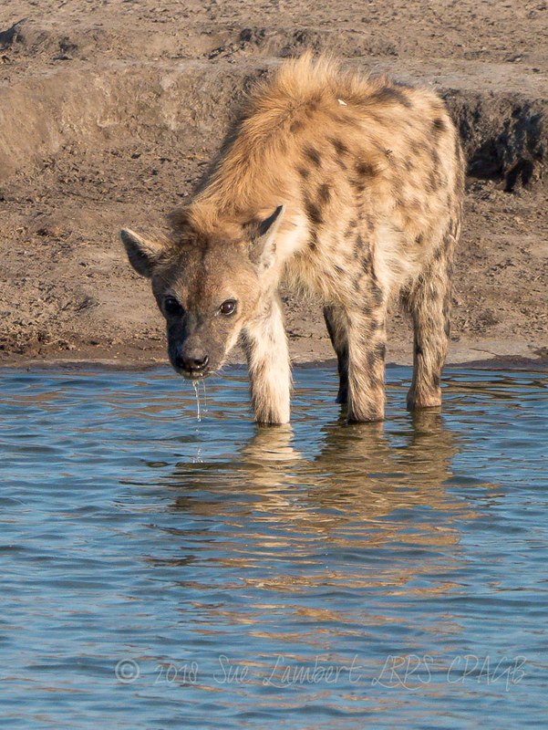 HourlyYeen tweet media