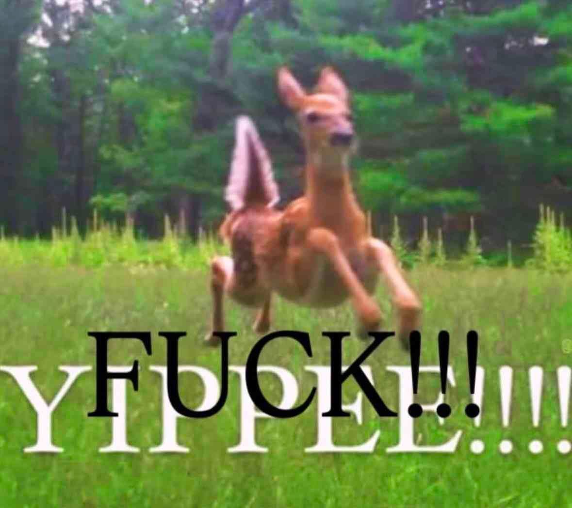 Deer in Places they Shouldn't Be tweet media