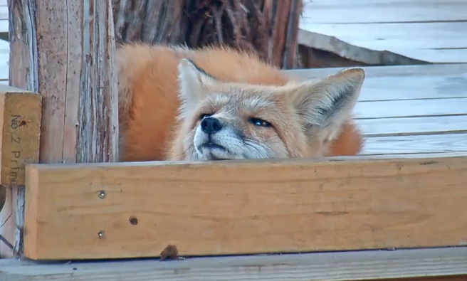 Alveus Sanctuary tweet media