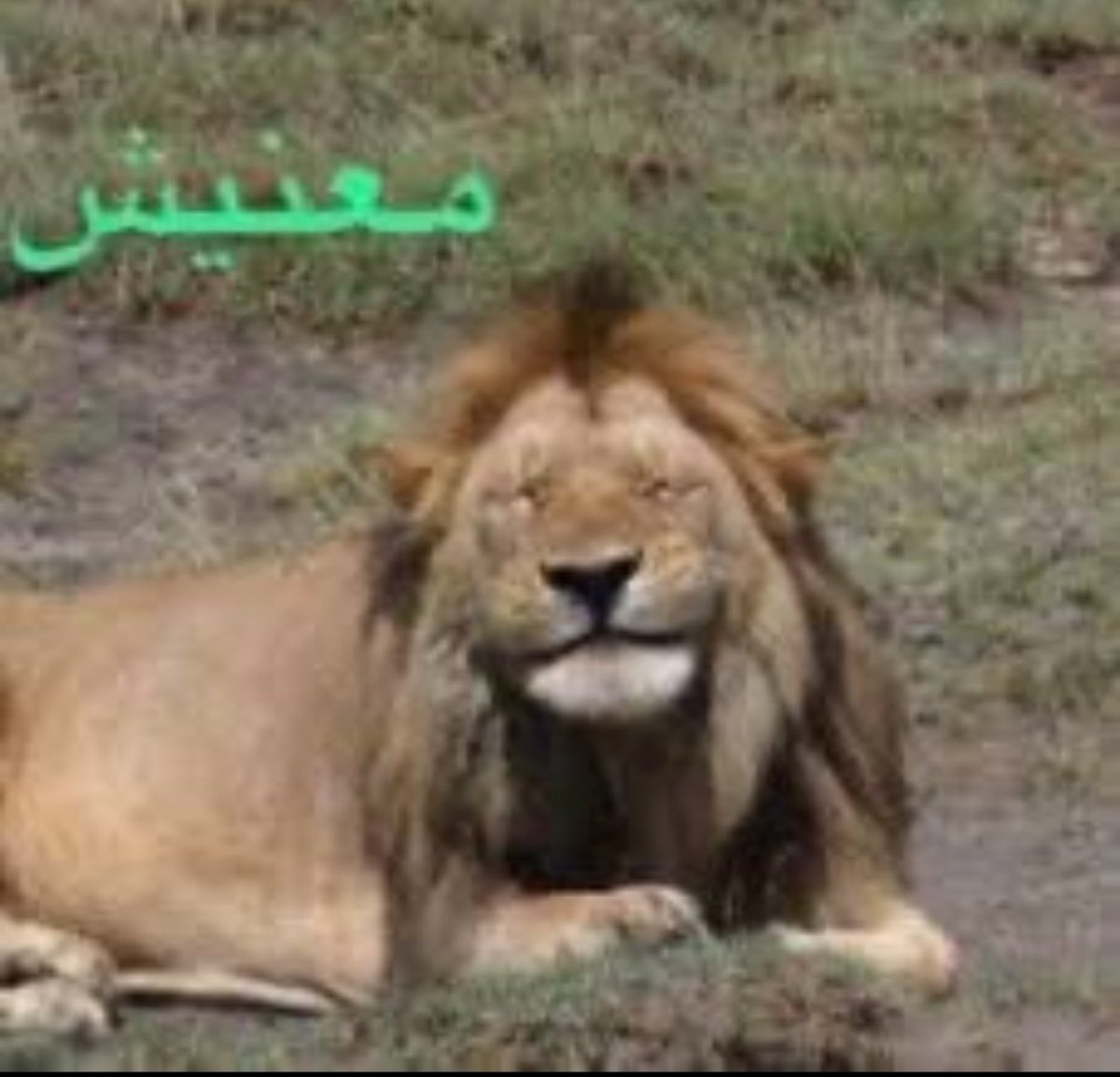 فيصل 📚 tweet media