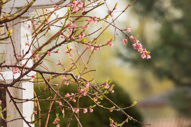 MomentsintheG's tweet photo. Peach tree starting to bloom and an added addition to my rockery garden, saxifrage. #peachblossom #saxifrage #rockerygarden #mygardentoday #momentsinthegardenphotography https://t.co/1sleHa6N4c