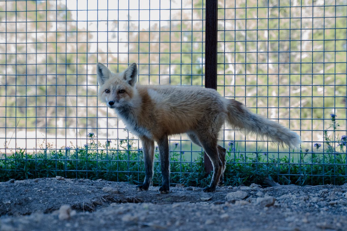 Alveus Sanctuary tweet media