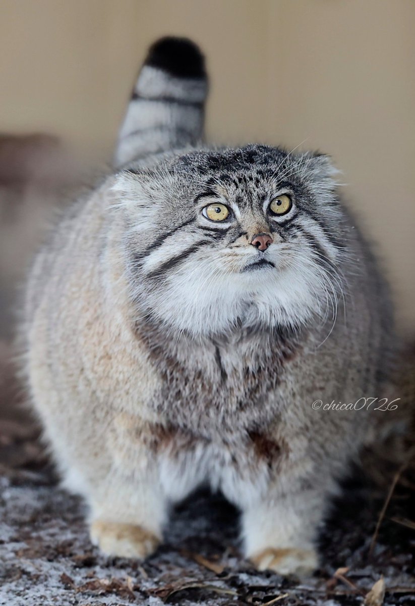 chica0726-cats&animals tweet media