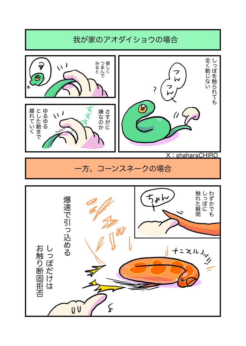 しゃはらチロ tweet media