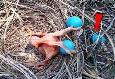 L'Afrique tweet media