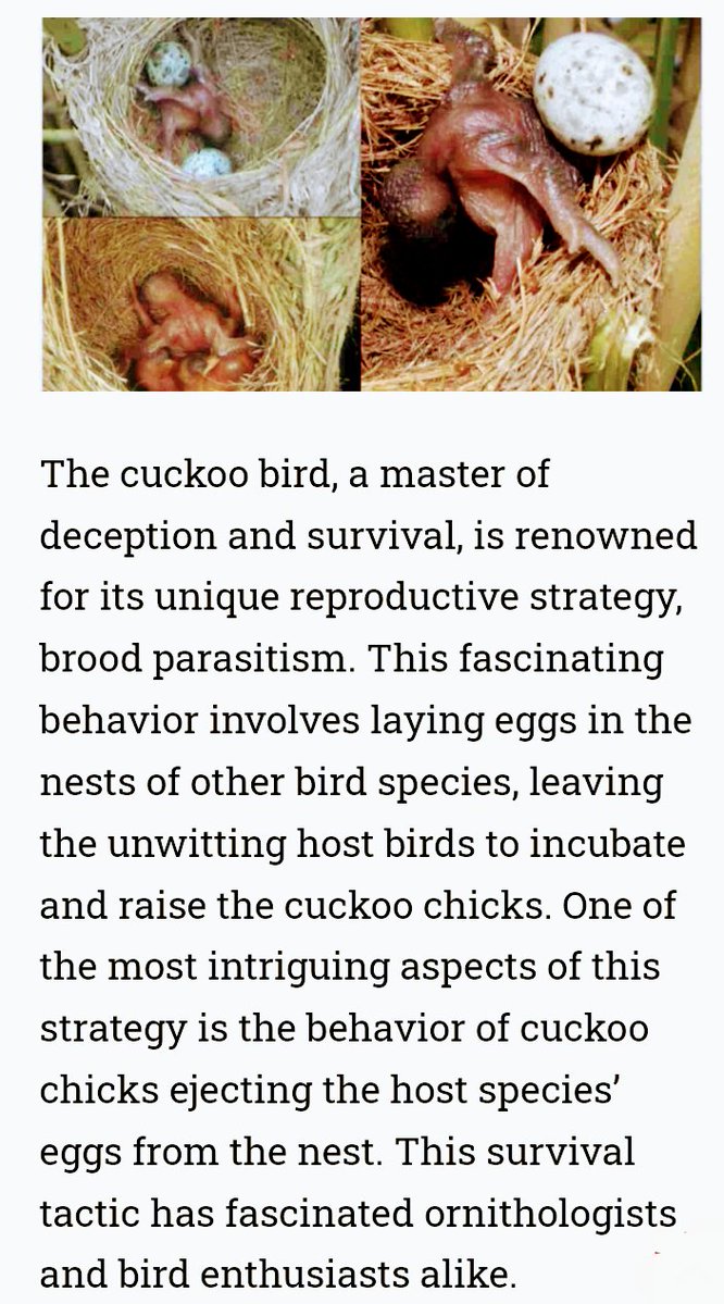 L'Afrique tweet media