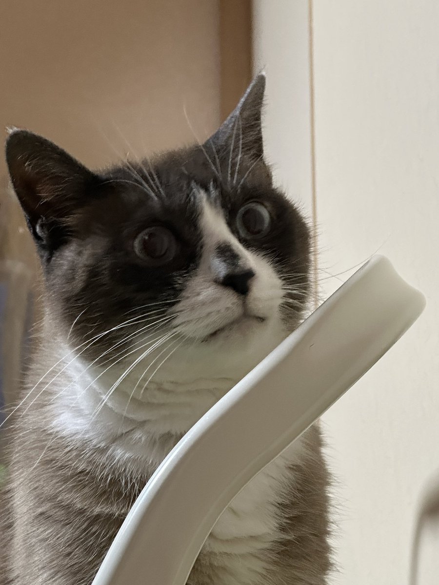 艦これウマ娘とBanGDreamと猫な提督 tweet media