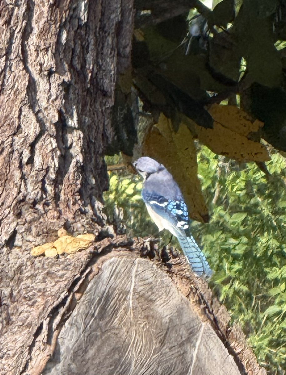 🇺🇸 Dave 🇺🇸 tweet media