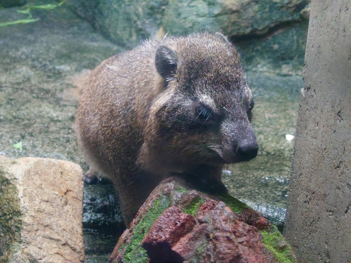 kappashan13's tweet photo. ハイラックスの追憶20210820
#マッシュ
#天王寺動物園
#ケープハイラックス
#minnanotennojizoo https://t.co/BNTiJLchtu