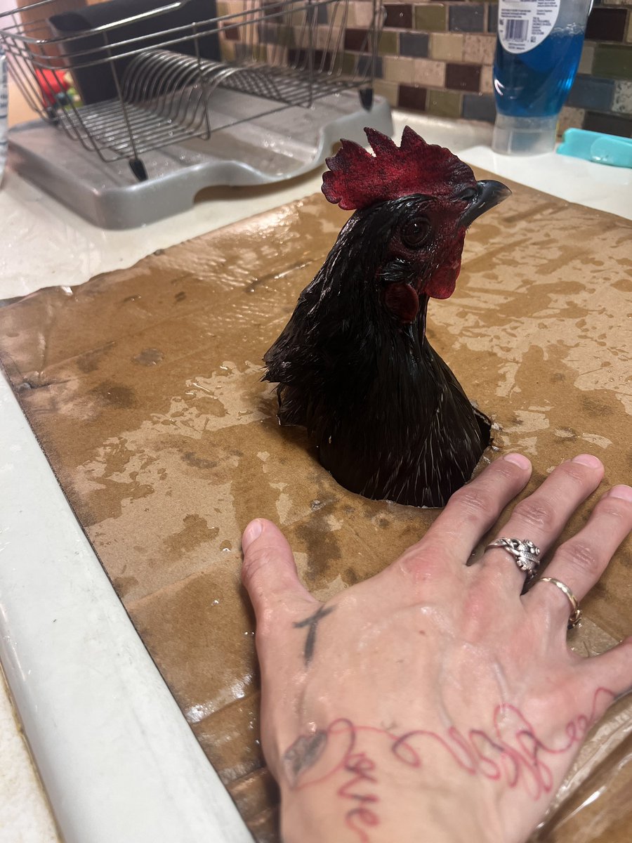 Texas Breakfast tweet media