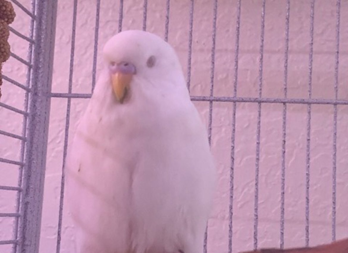 finsen of shtwt tweet media