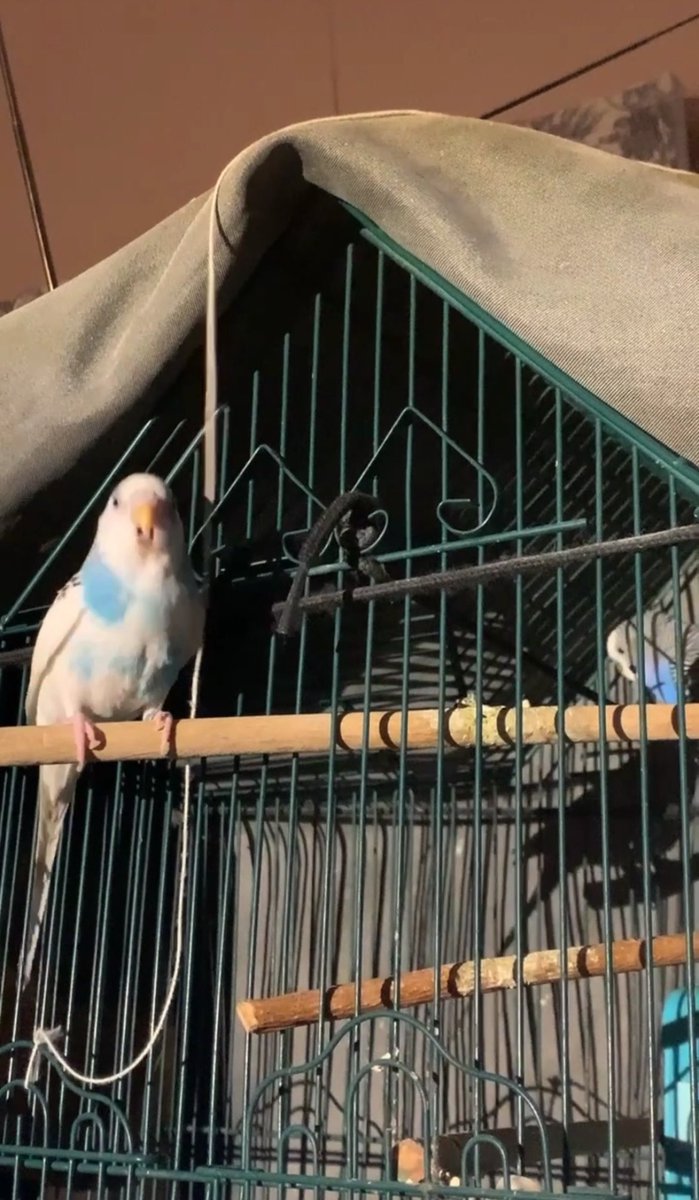 finsen of shtwt tweet media