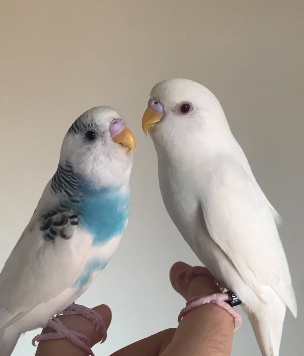 finsen of shtwt tweet media