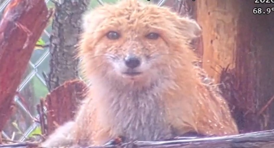 Alveus Sanctuary tweet media