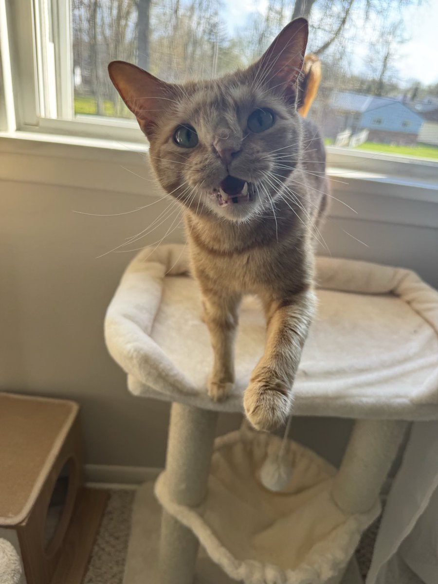 Marmalade and Roma Tomato tweet media