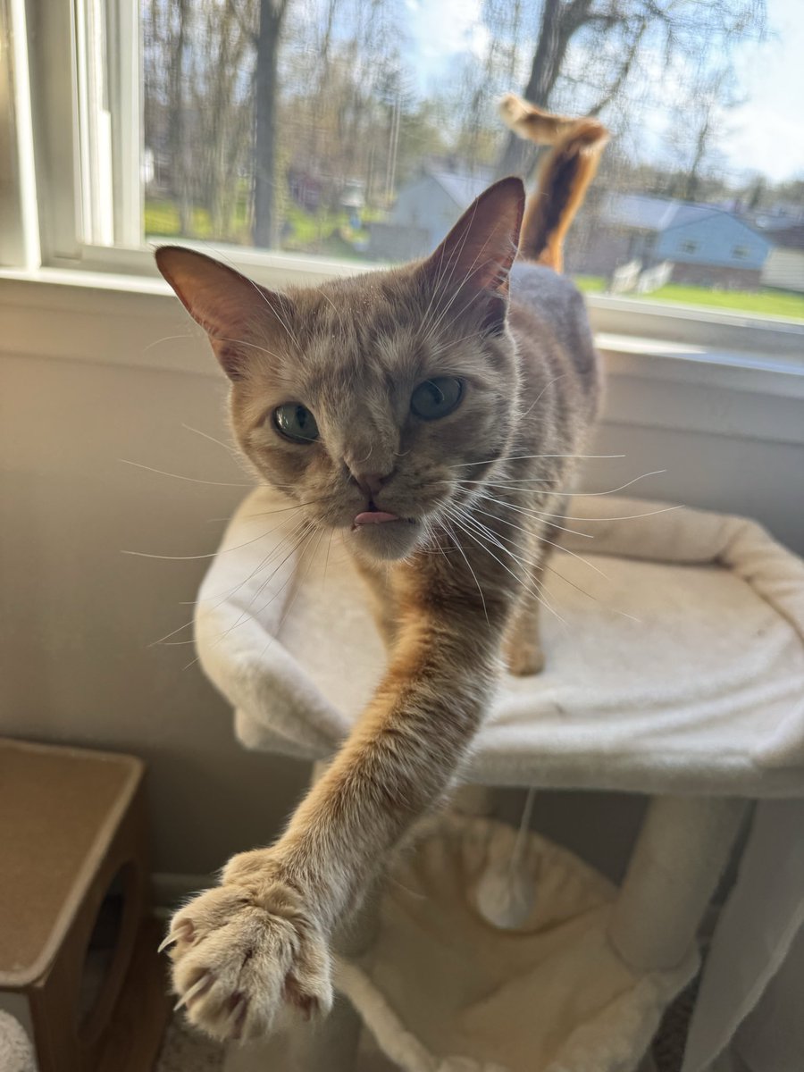 Marmalade and Roma Tomato tweet media