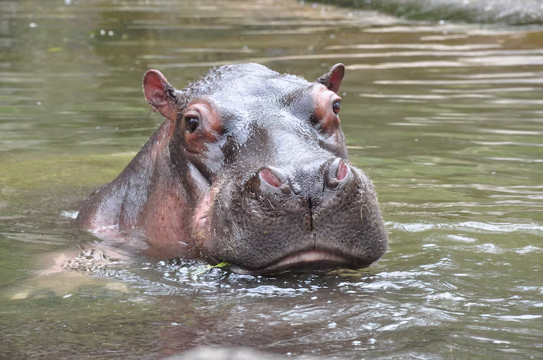 ▶️ HIPOPÓTAMOS DE PABLO ESCOBAR PODRÍAN SER SACRIFICADOS | ⚠️🐘

Colombia analiza sacrificar parte de los hipopótamos que pertenecieron a Pablo Escobar ante su reproducción descontrolada.

🧬 Una mutación genética impide su reubicación en otros países. Varias naciones rechazaron
