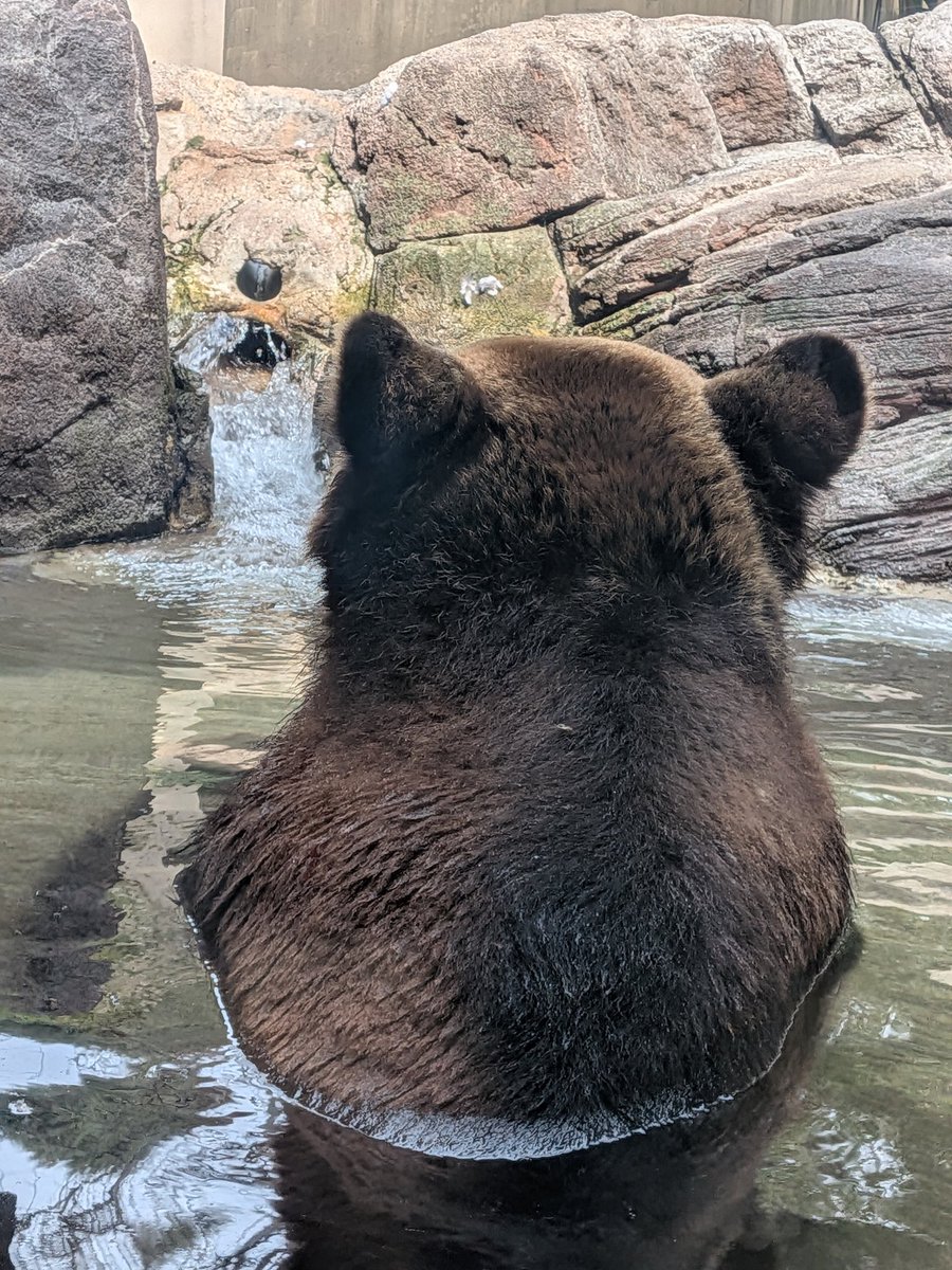 おはようございます☁▶☀
先週に引き続き上野動物園を紹介
ヒグマです、水浴びしてました🐻
上野動物園にはヒグマ・ツキノワグマ・ホッキョクグマの3種類のクマがいます🐻‍❄️🙋

あっという間に出勤時間😫
今日も頑張りましょう🌸