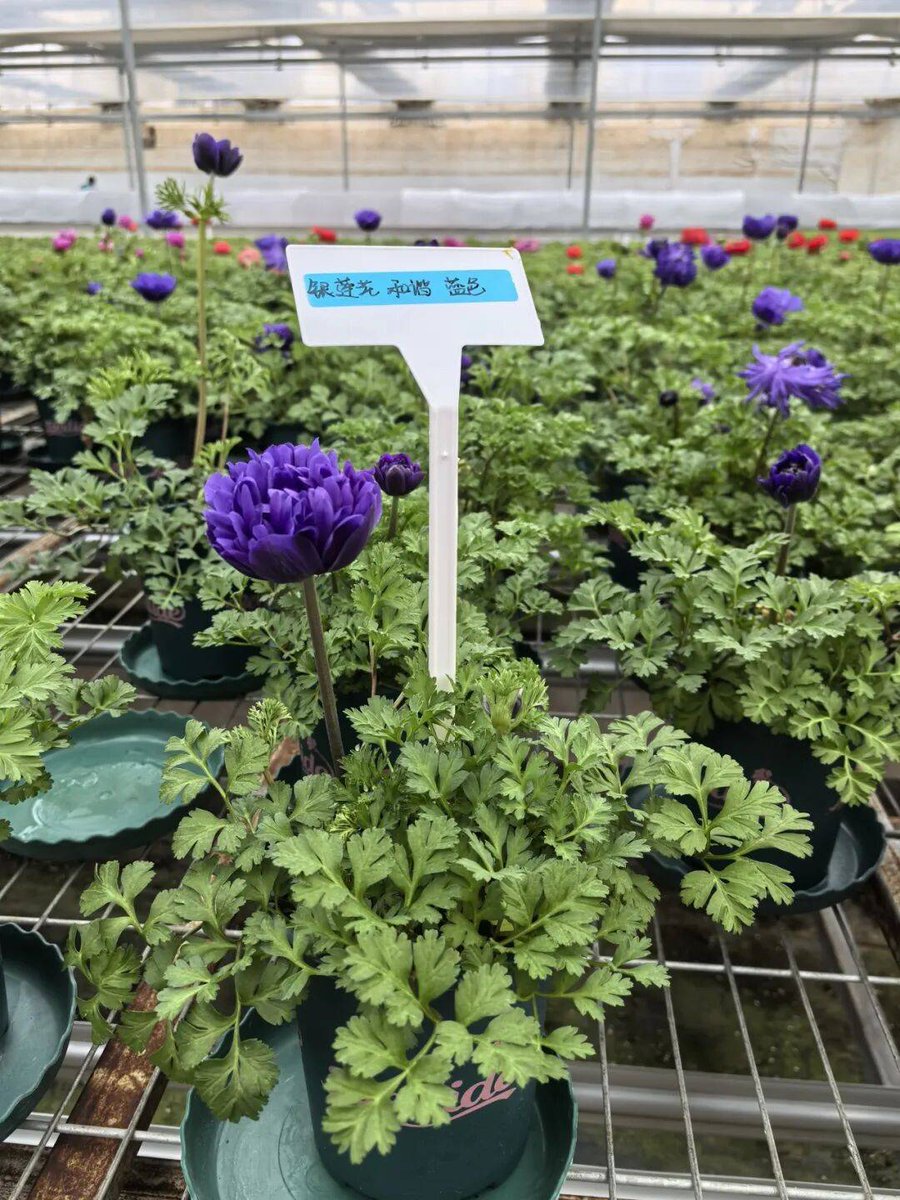 「𝐷𝐴𝑅𝐼𝐿」 tweet media