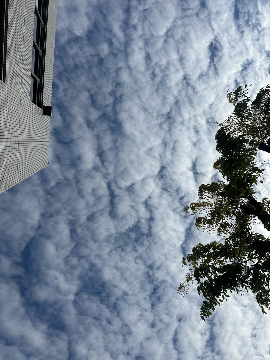 ふぁせがわ tweet media