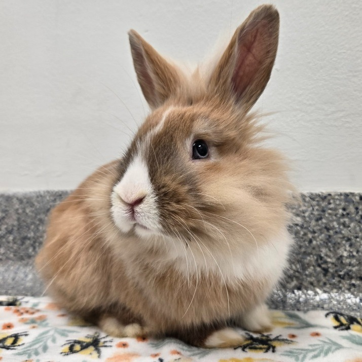 RabbitNetwork's tweet photo. Meet Steve "The Hare" Harrington! 👋 Unlike his Stranger Things namesake, this handsome guy doesn't need hairspray to maintain his signature look. He's just looking for unlimited hay, enrichment, and love. Could it be with your family!? https://t.co/tnFJBKB4Q1 https://t.co/WnB3aHYF0O
